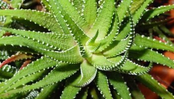 Aloe vera helps clean your energy