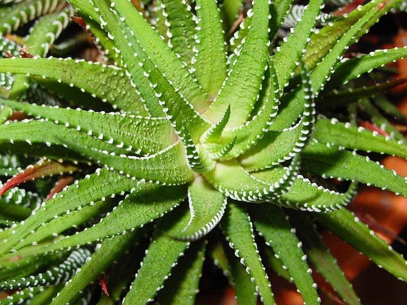Aloe vera helps clean your energy